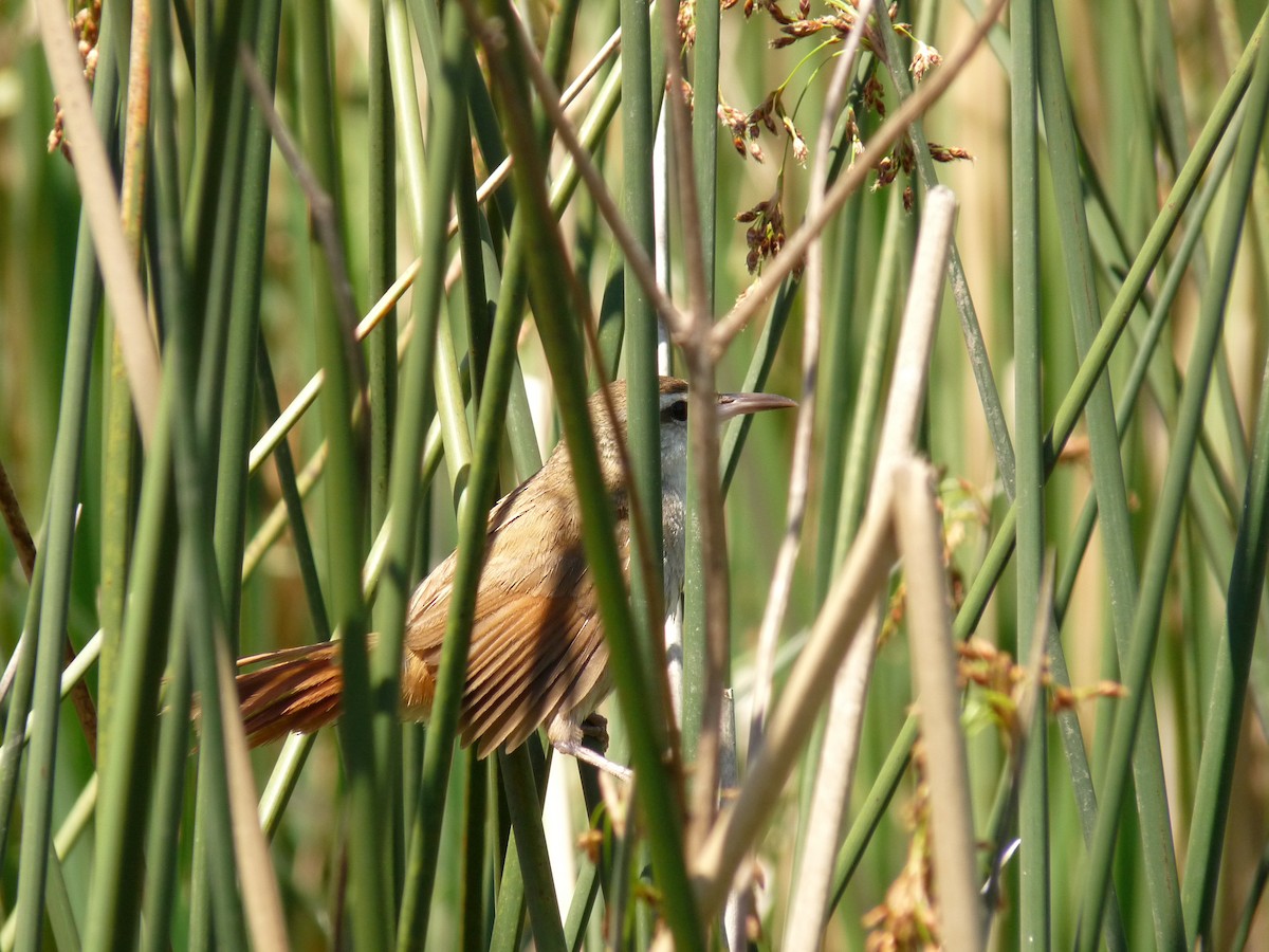 Curve-billed Reedhaunter - ML318260931
