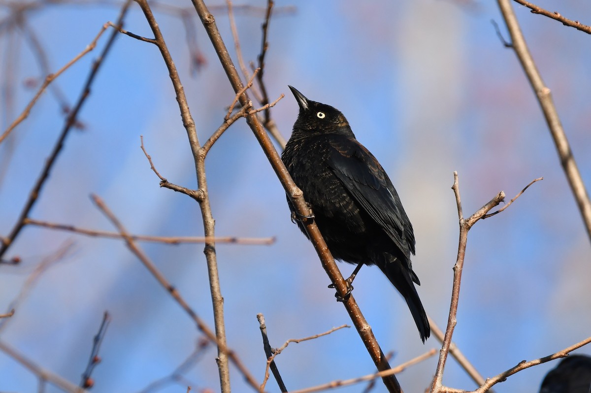 Rusty Blackbird - ML318261151