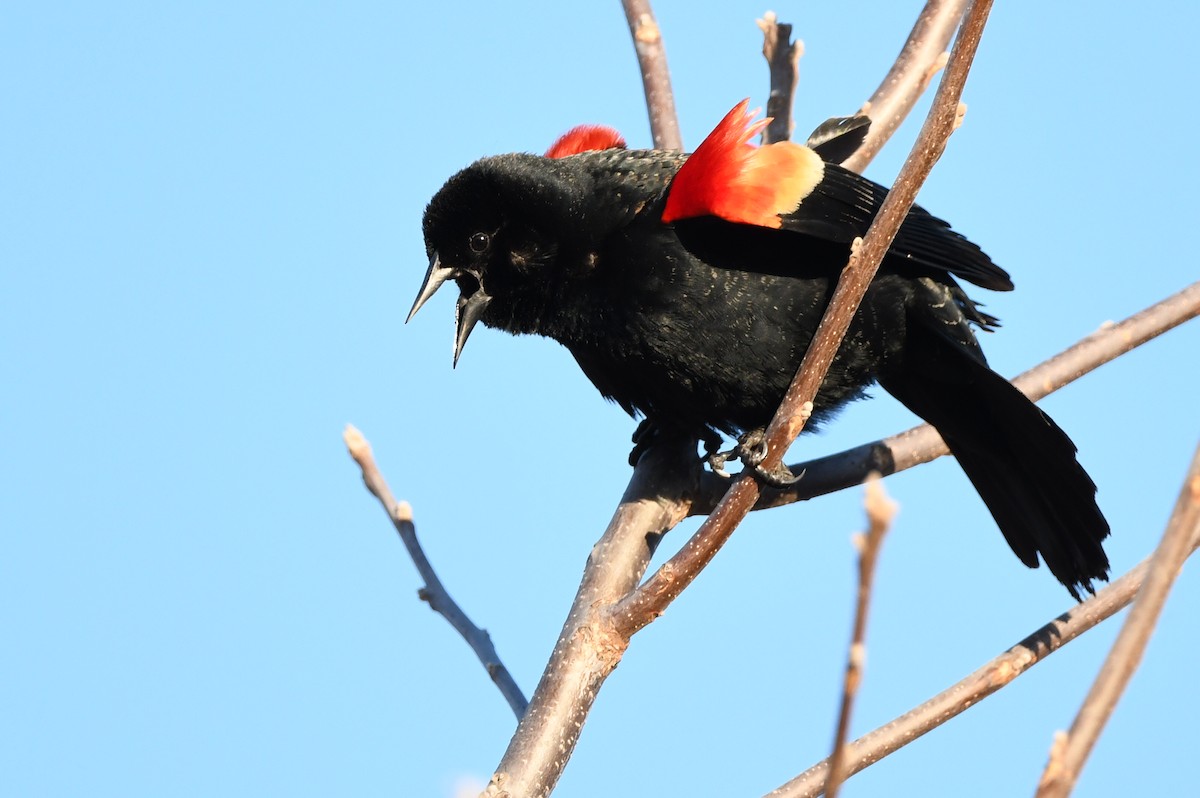Red-winged Blackbird - Manny Salas