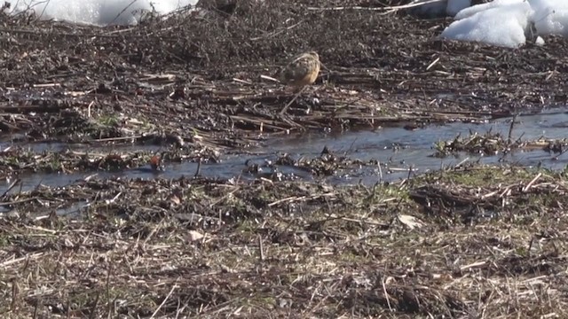 American Woodcock - ML318261991