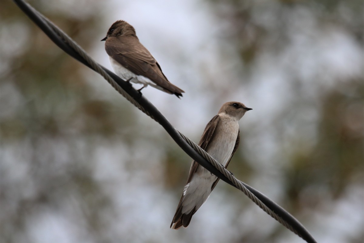 Northern Rough-winged Swallow - ML318262731
