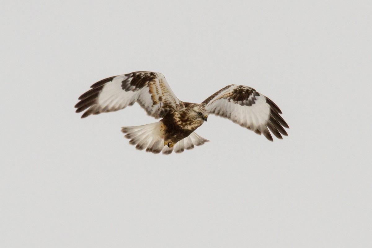 Rough-legged Hawk - ML318264291