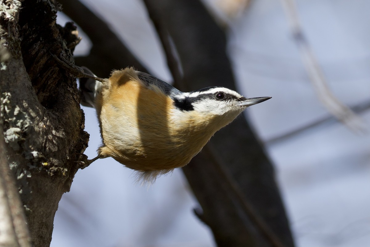 Red-breasted Nuthatch - Aaron Roberge