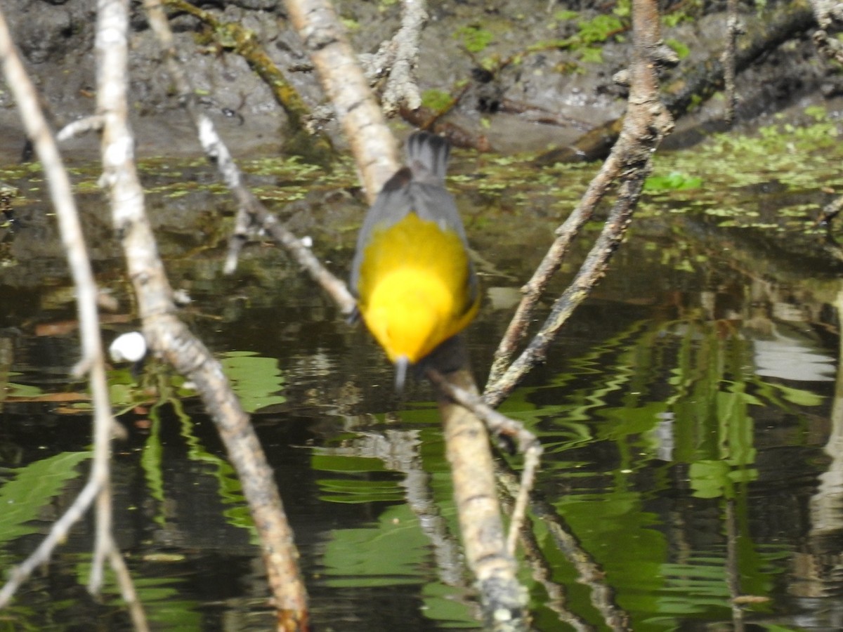 Prothonotary Warbler - ML318266011