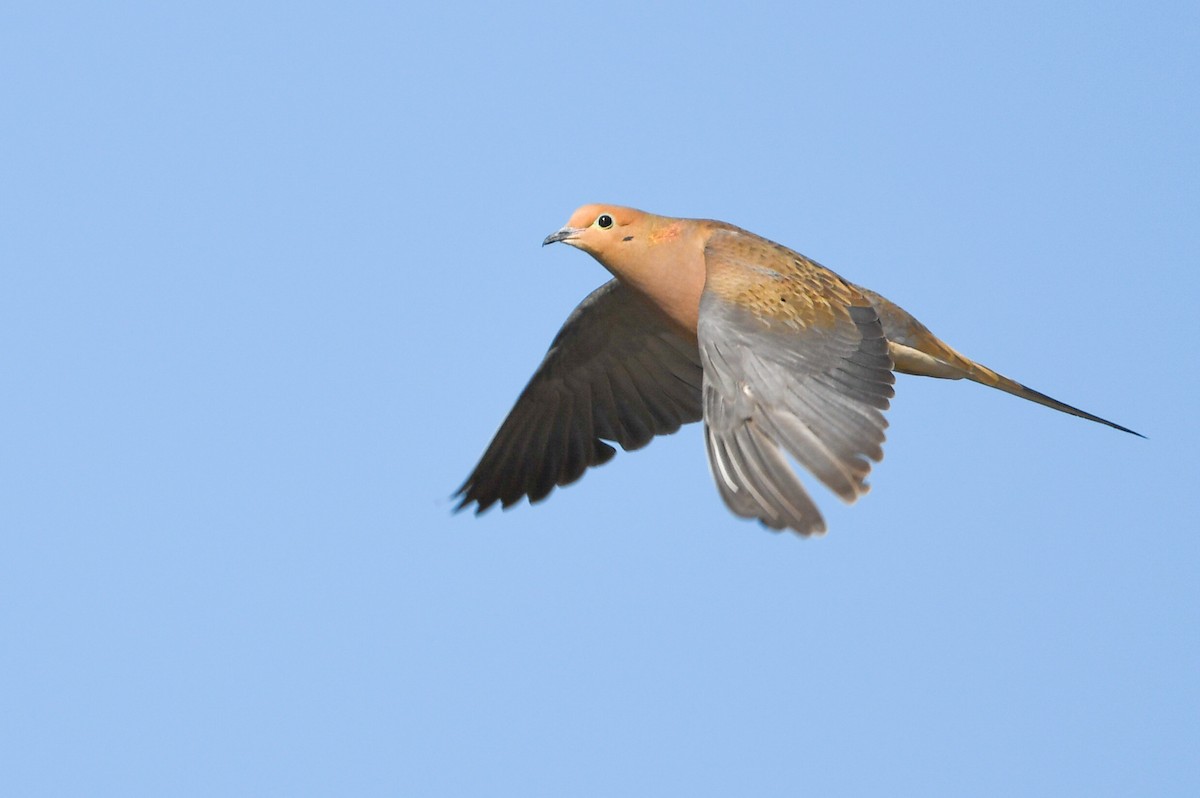 Mourning Dove - ML318266121