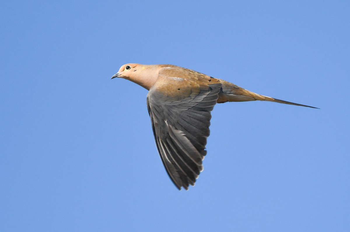 Mourning Dove - ML318266171