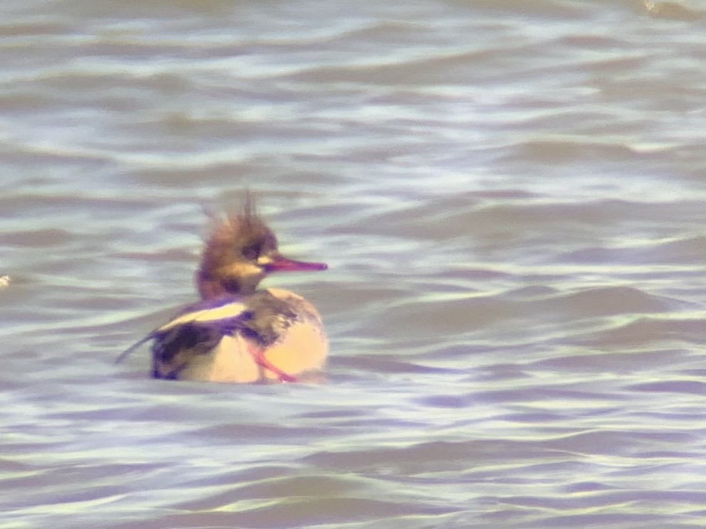 Red-breasted Merganser - ML318266651