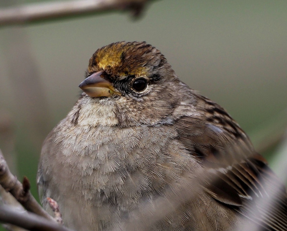 Golden-crowned Sparrow - Aidan Brubaker