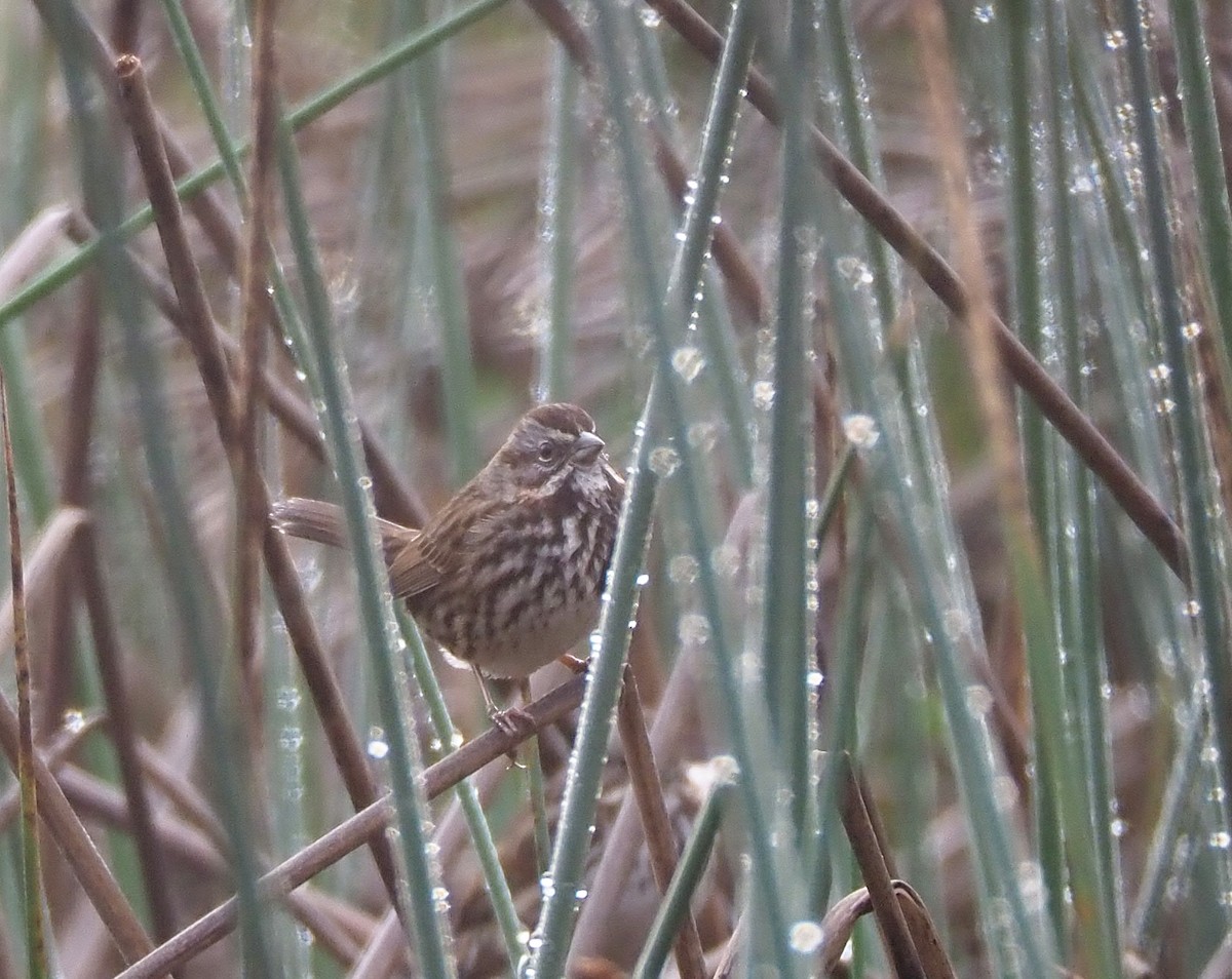 Song Sparrow - ML318266941