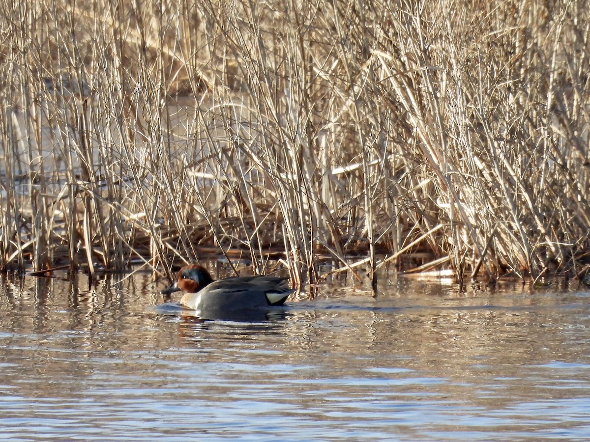 Green-winged Teal - ML318267171