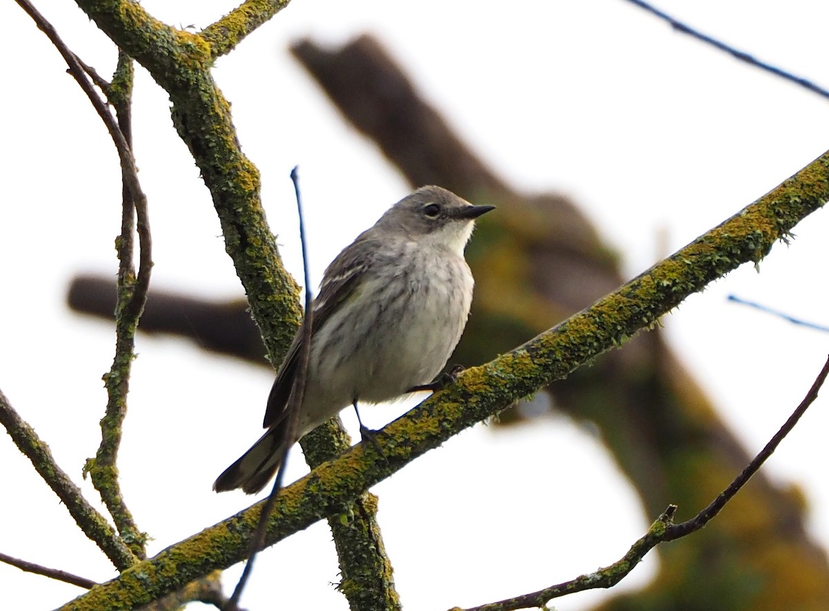 Yellow-rumped Warbler (Myrtle) - ML318267341