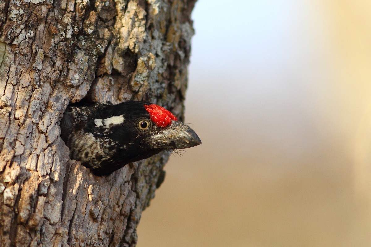 Banded Barbet - ML318267781