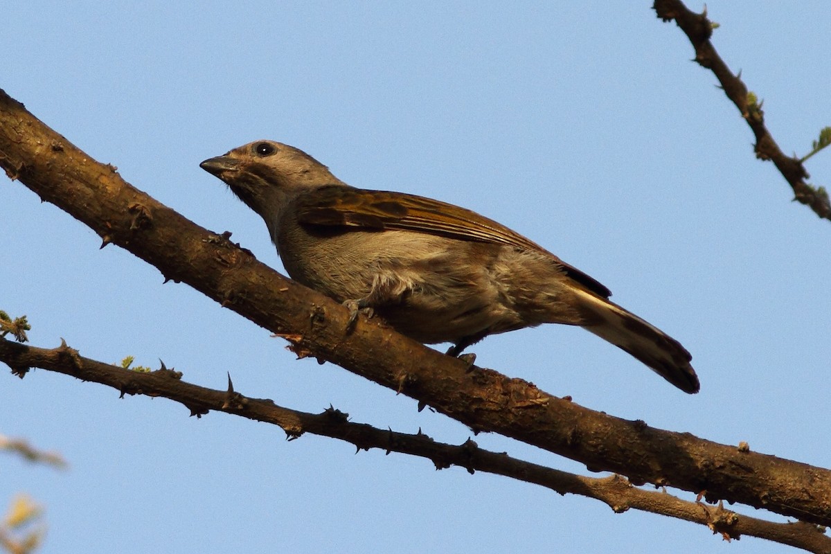 Lesser Honeyguide (Lesser) - ML318267801