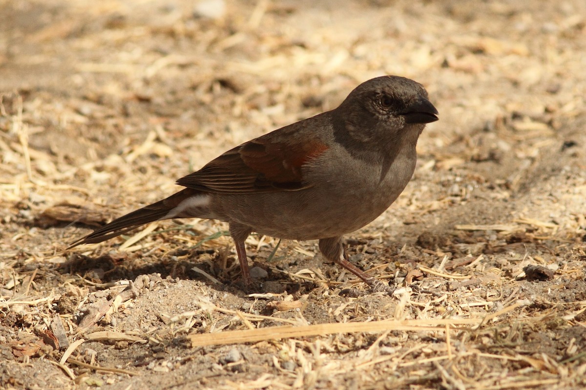 Swainson's Sparrow - ML318268621