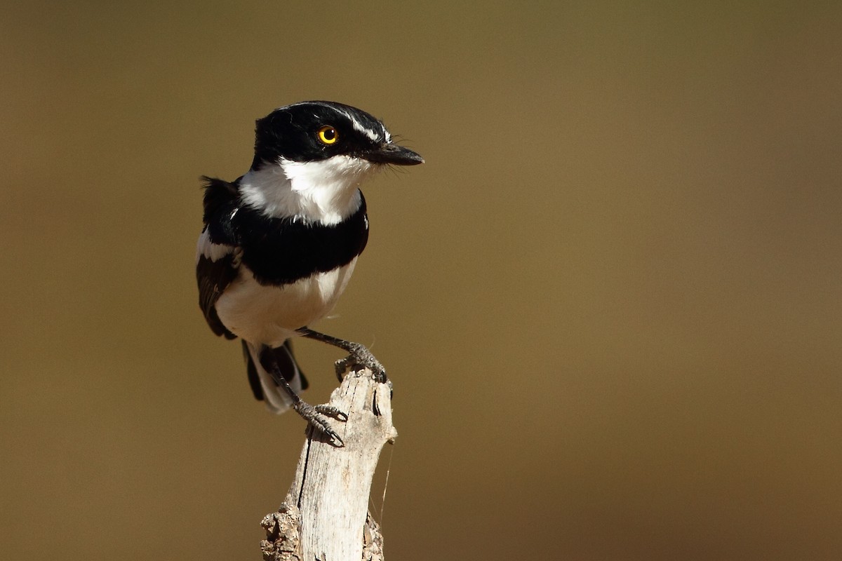 Western Black-headed Batis - ML318268671