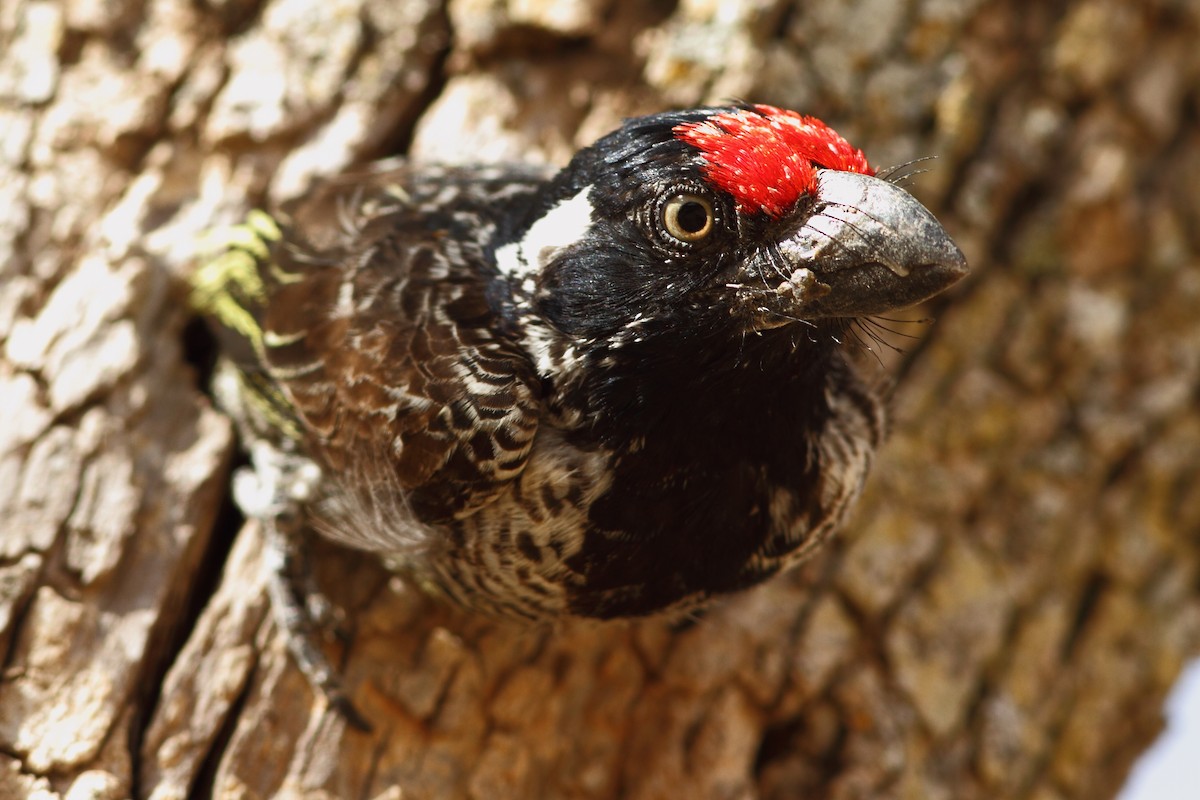 Banded Barbet - ML318268831