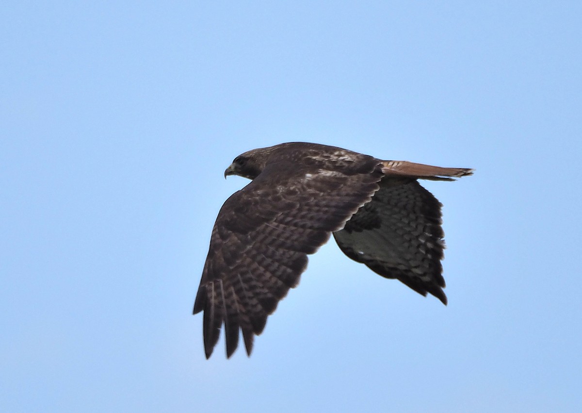 Red-tailed Hawk - ML318269391