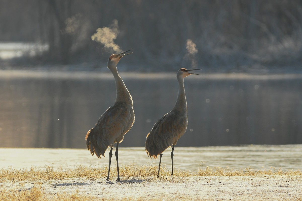 Sandhill Crane - Manny Salas