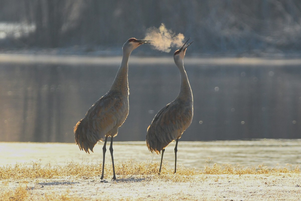 Sandhill Crane - ML318270071