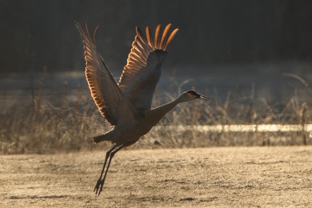 Sandhill Crane - ML318270261