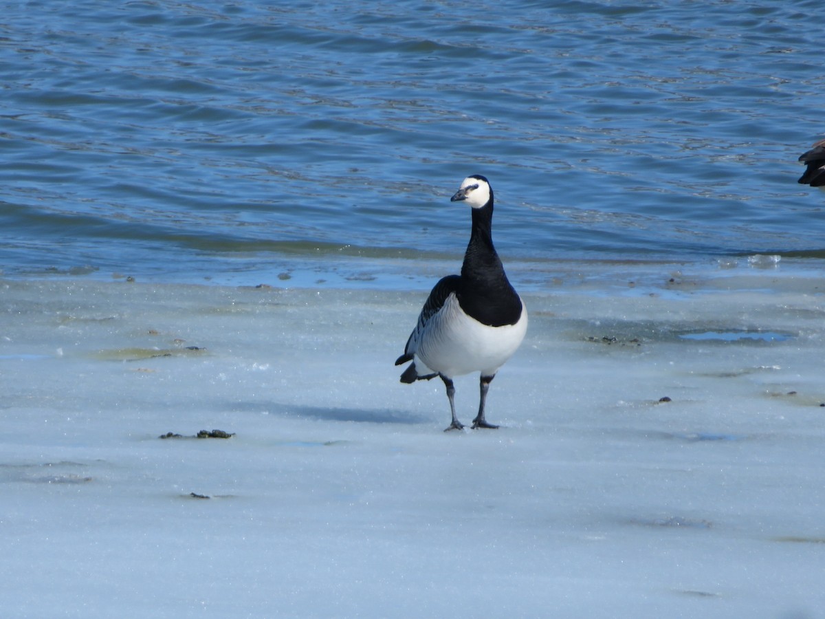 Barnacle Goose - Kelly Cossette