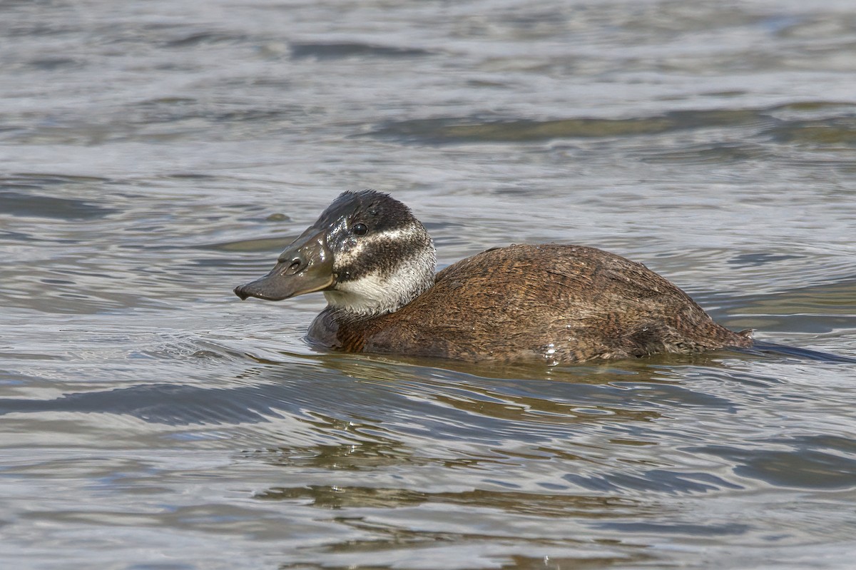 White-headed Duck - Dirk Engelen