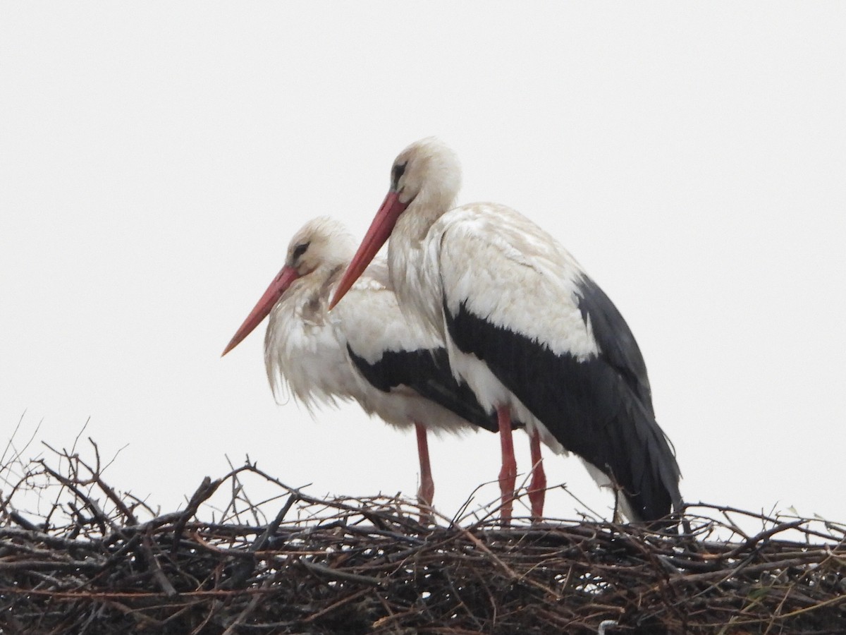 White Stork - ML318272331