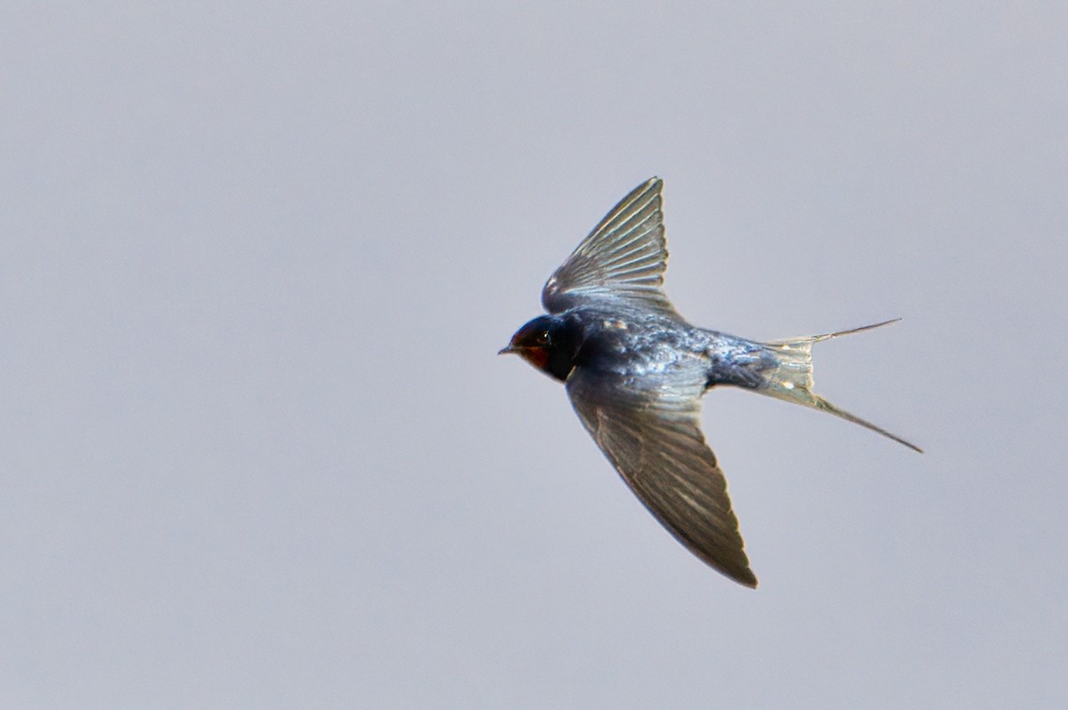 Barn Swallow - ML318273581