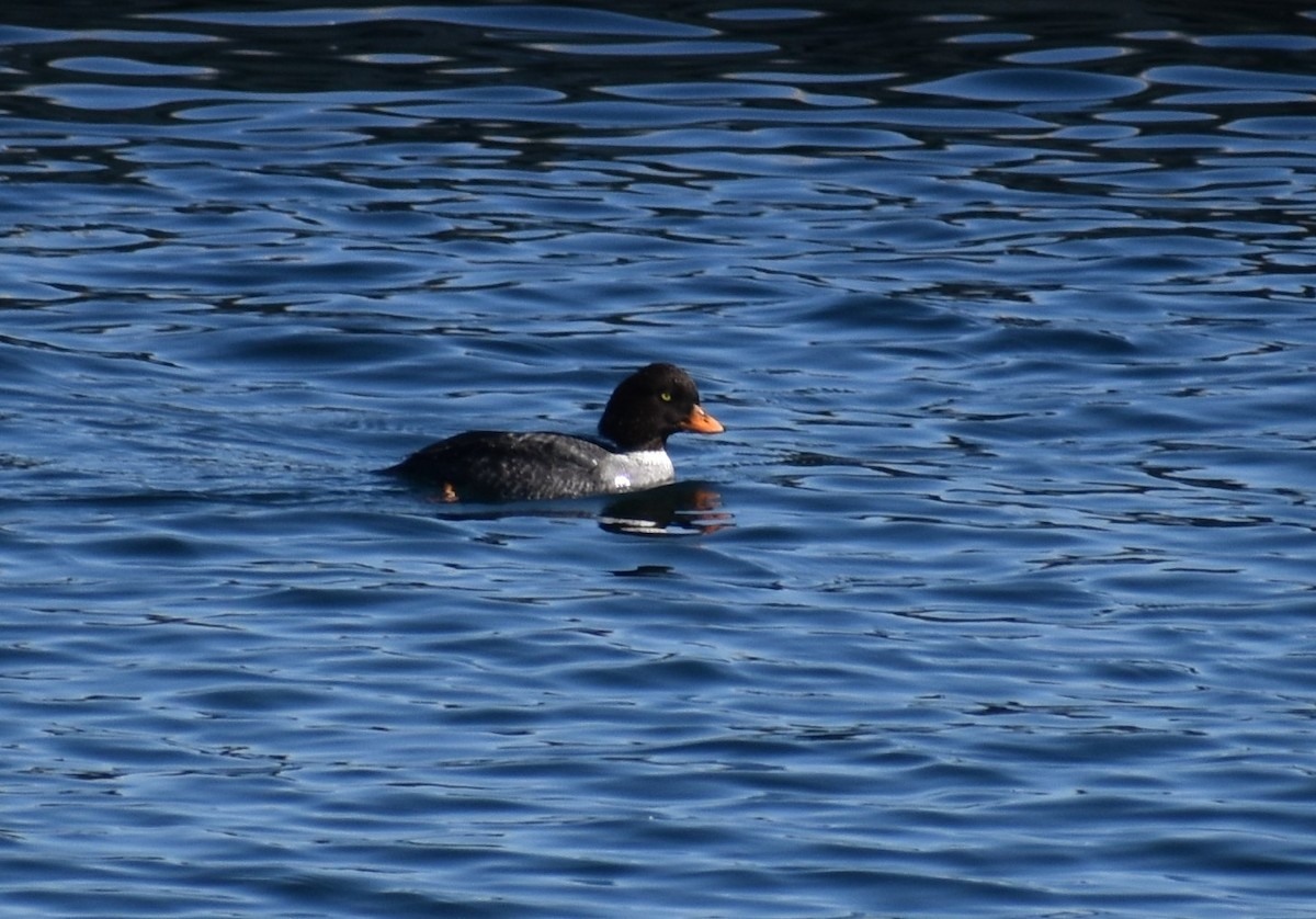 Barrow's Goldeneye - ML318273661