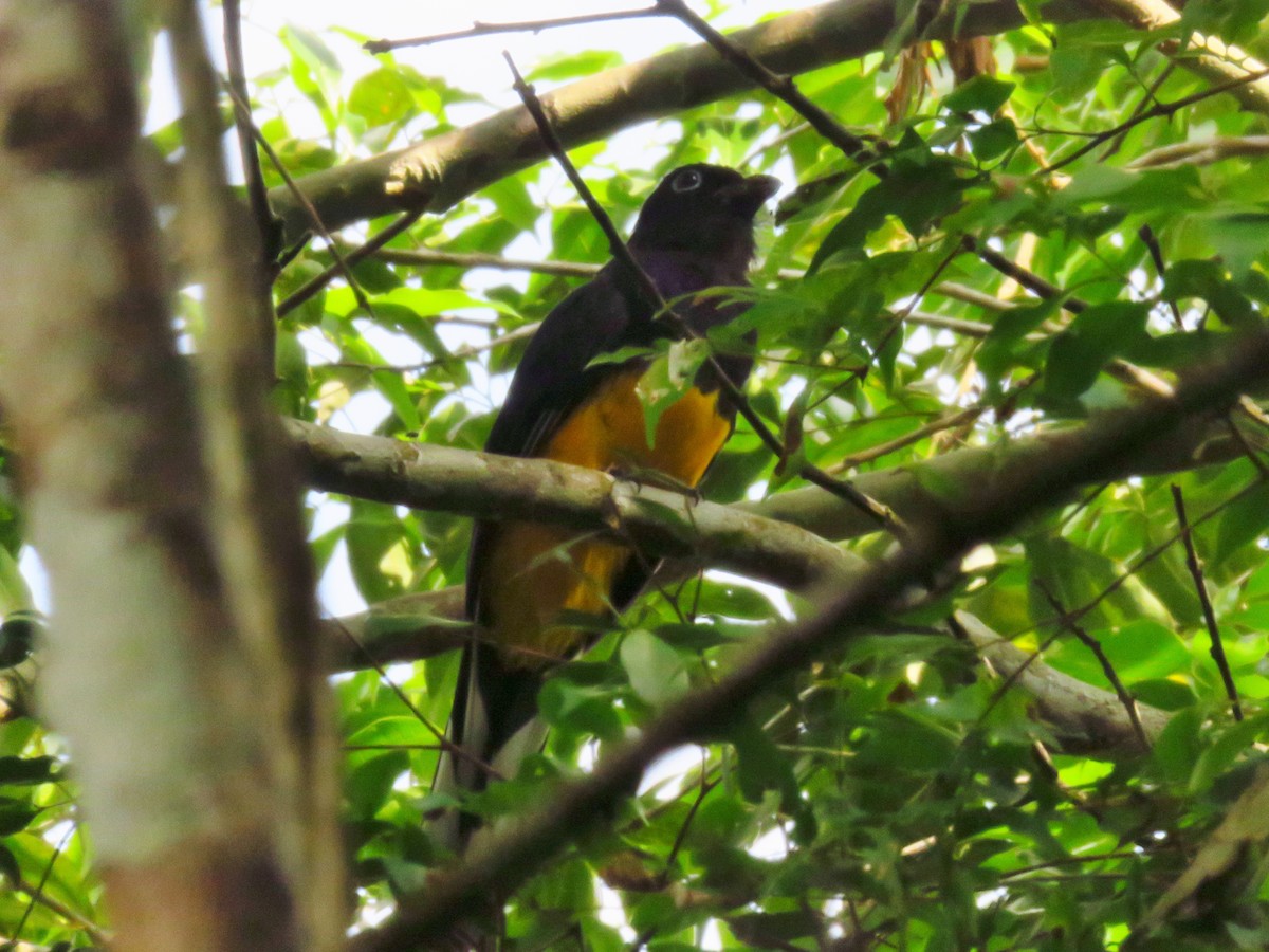 Trogon à queue blanche - ML318273861