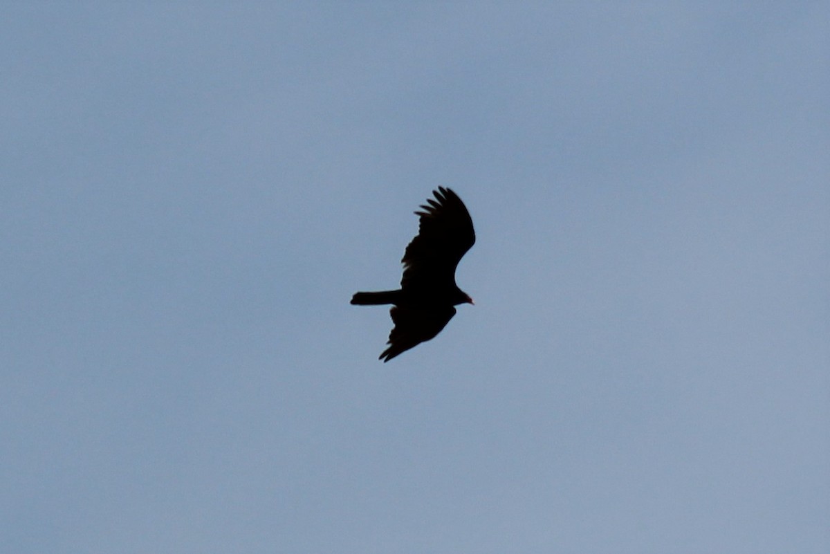 Turkey Vulture - ML318274521