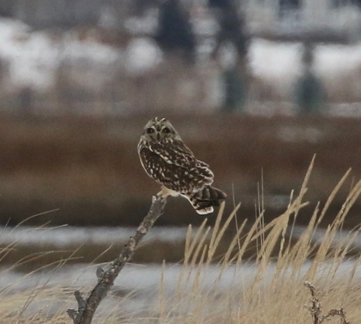 Short-eared Owl - ML318276131