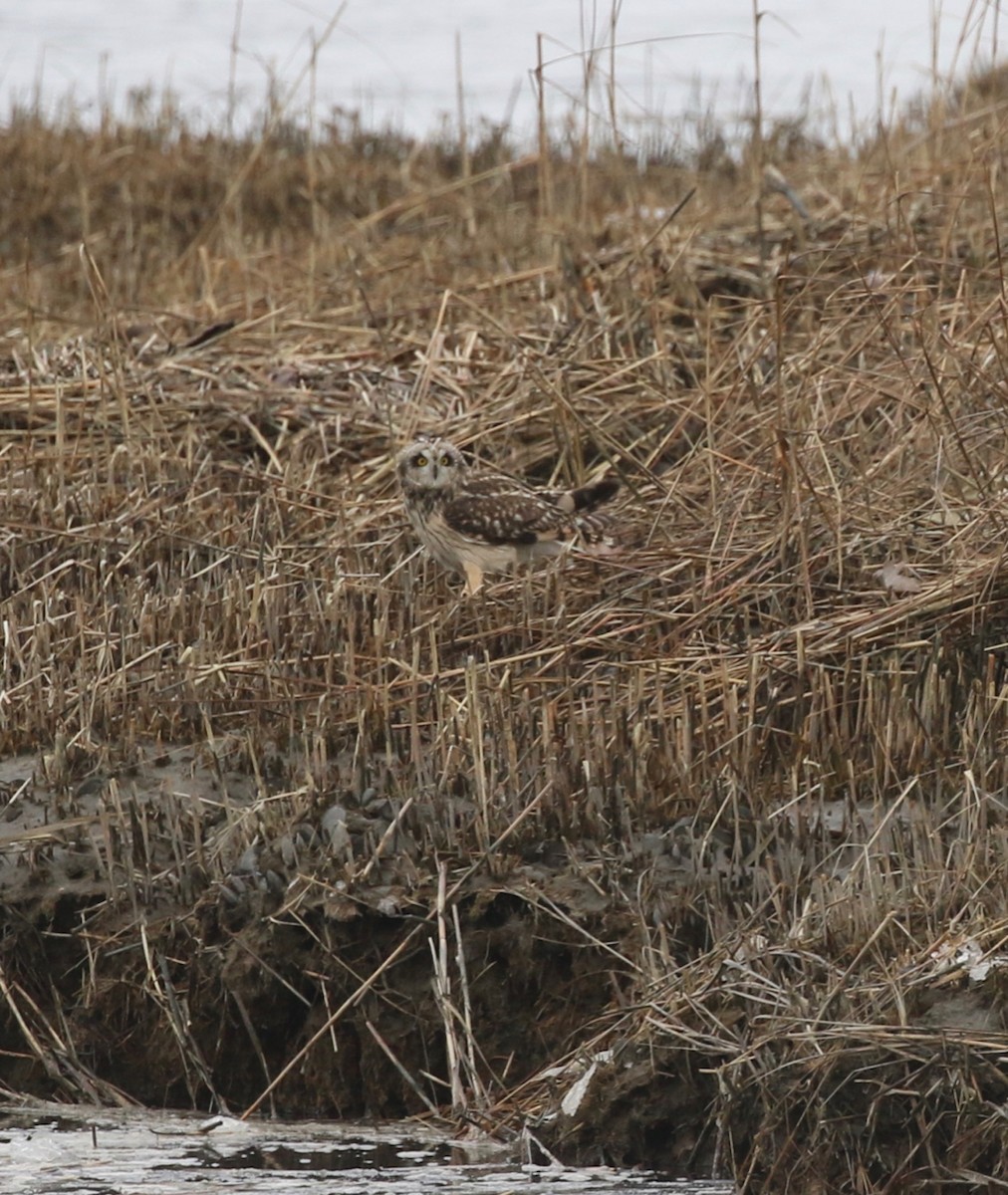 Short-eared Owl - ML318276161