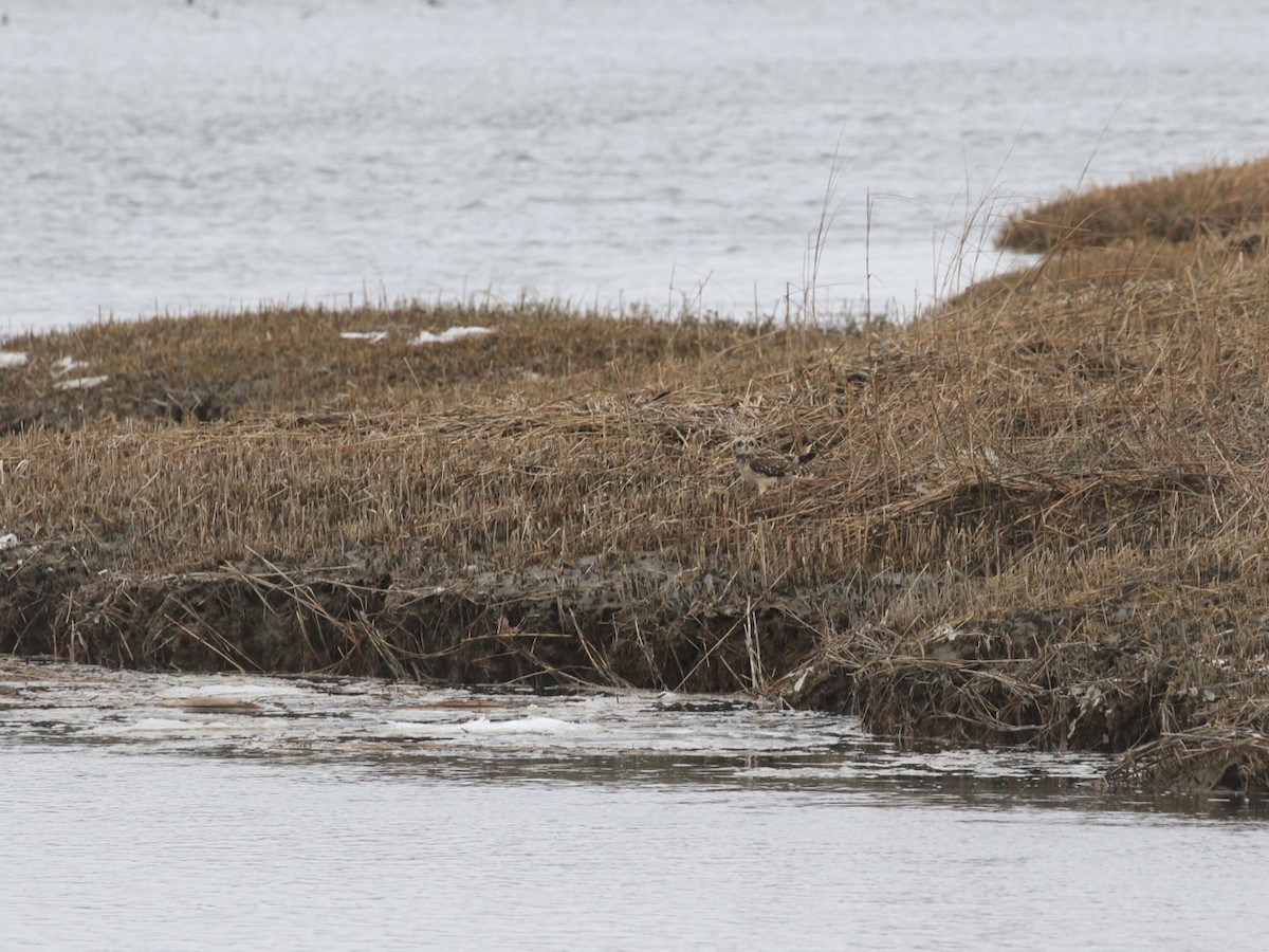 Short-eared Owl - ML318276171