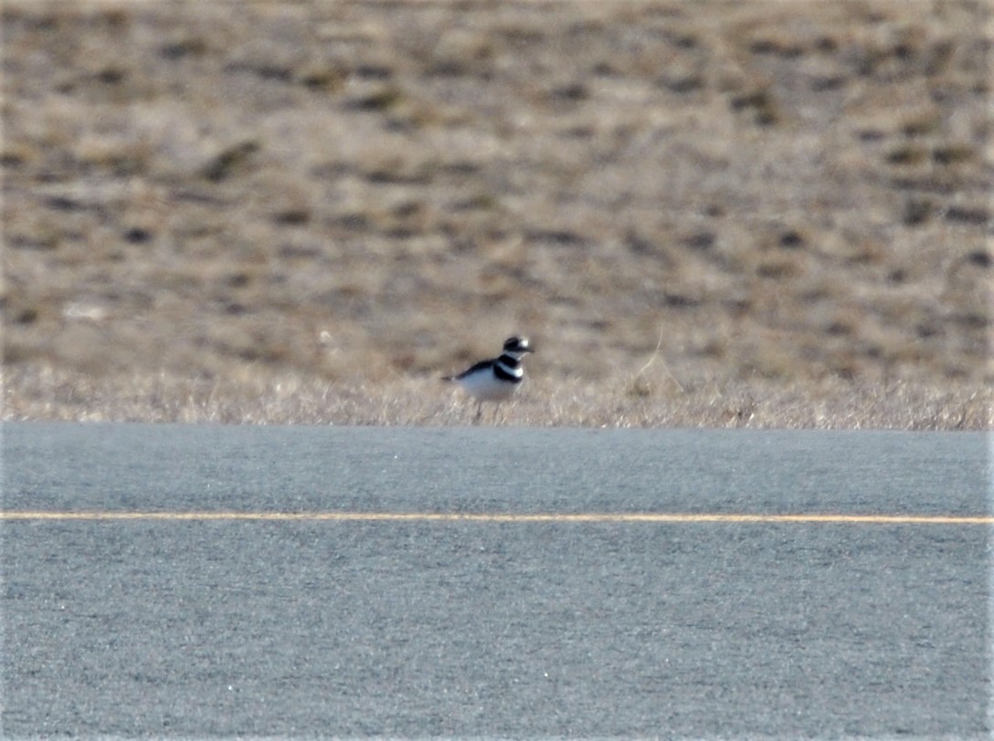 Killdeer - Greg Watkevich