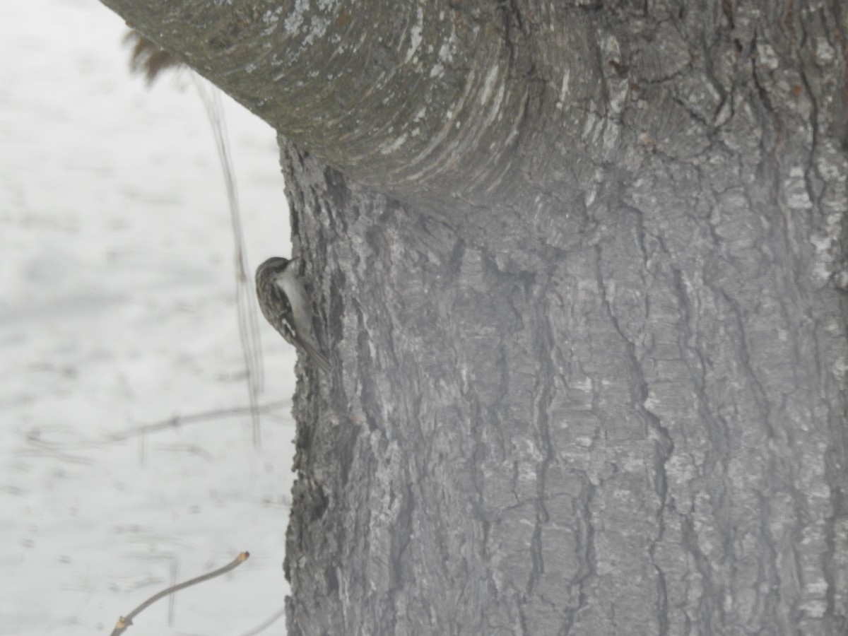 Brown Creeper - ML318276511