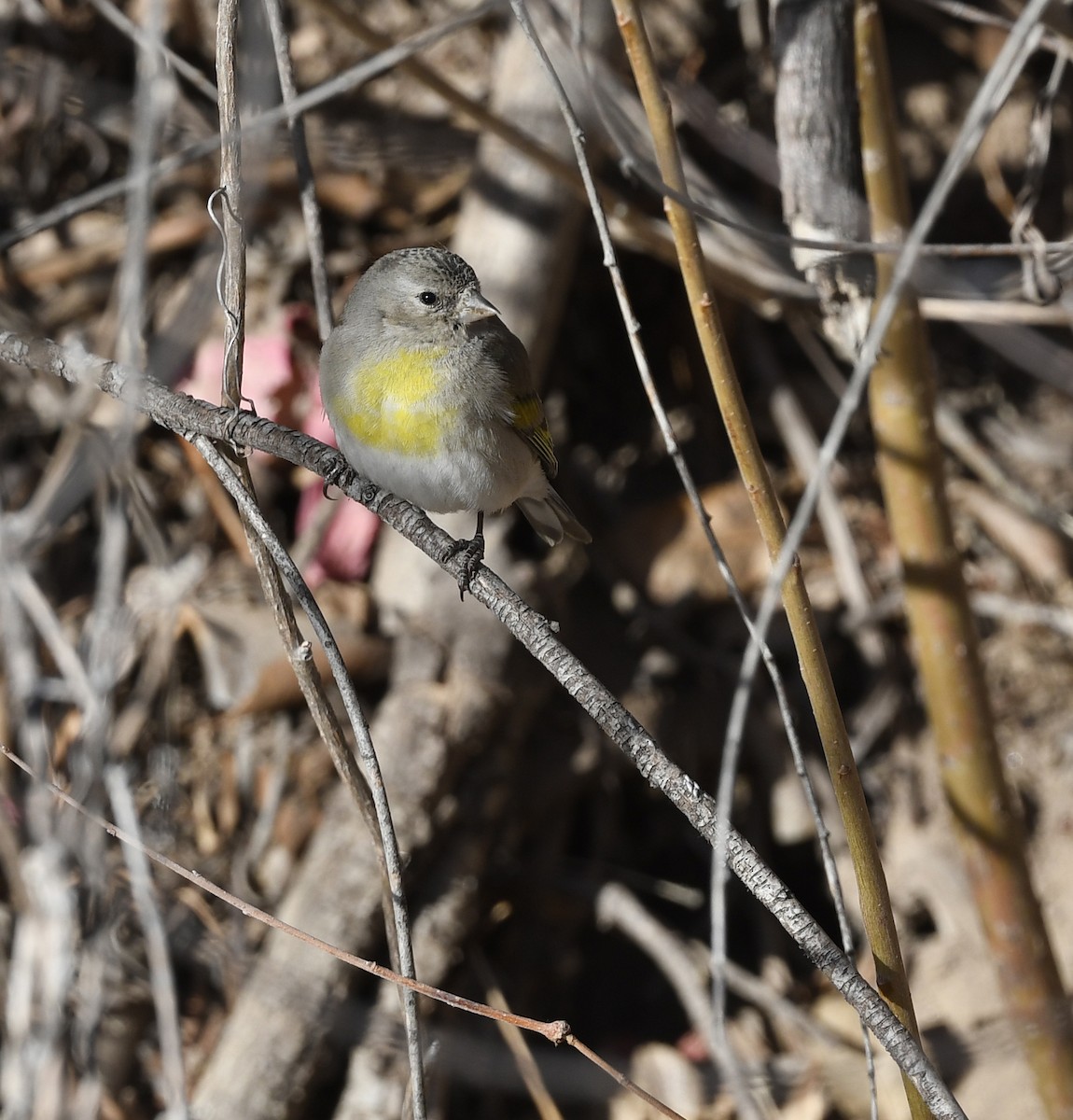 Lawrence's Goldfinch - David Krueper