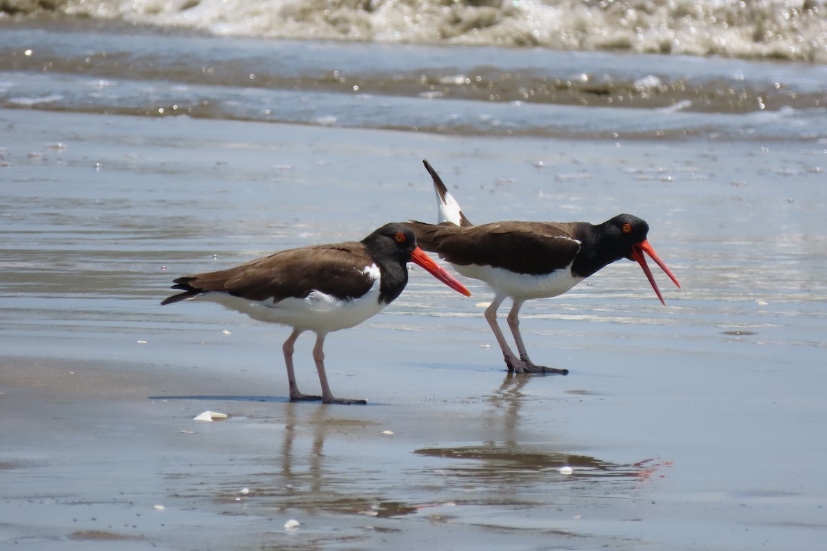 American Oystercatcher - ML318277261