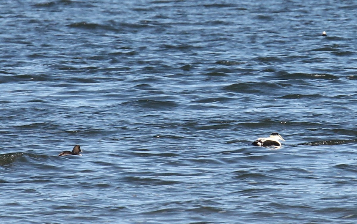 Common Eider - ML318278051