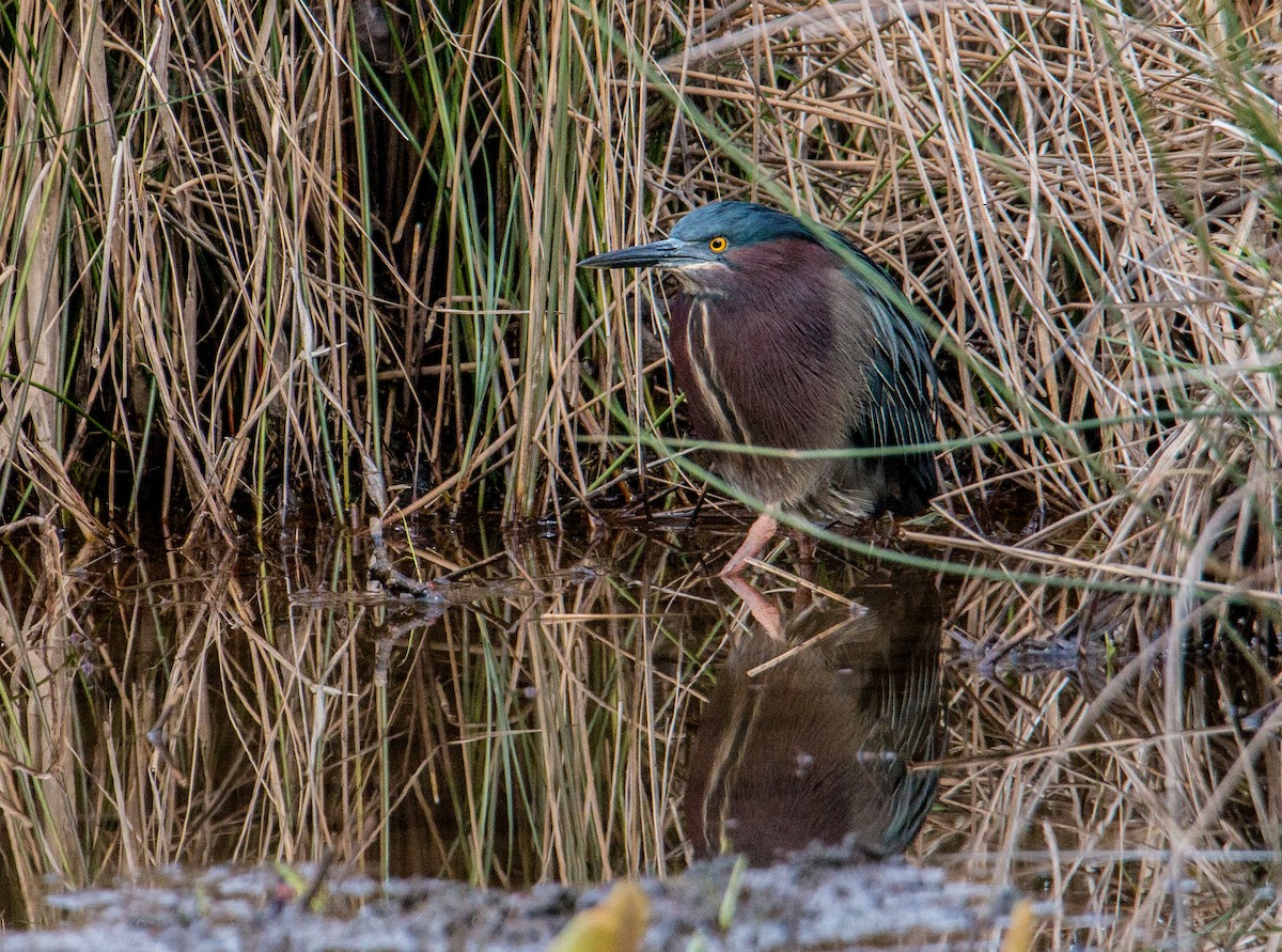 Green Heron - ML318278781