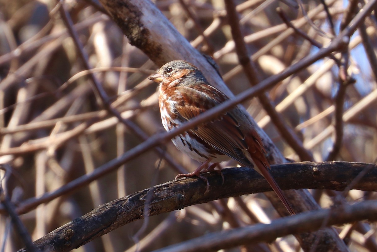 Fox Sparrow (Red) - ML318279341