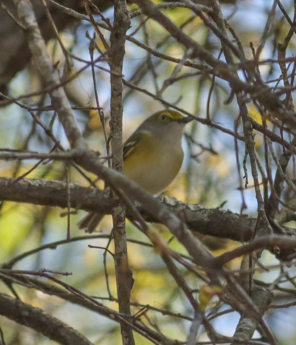 Weißaugenvireo - ML318280221