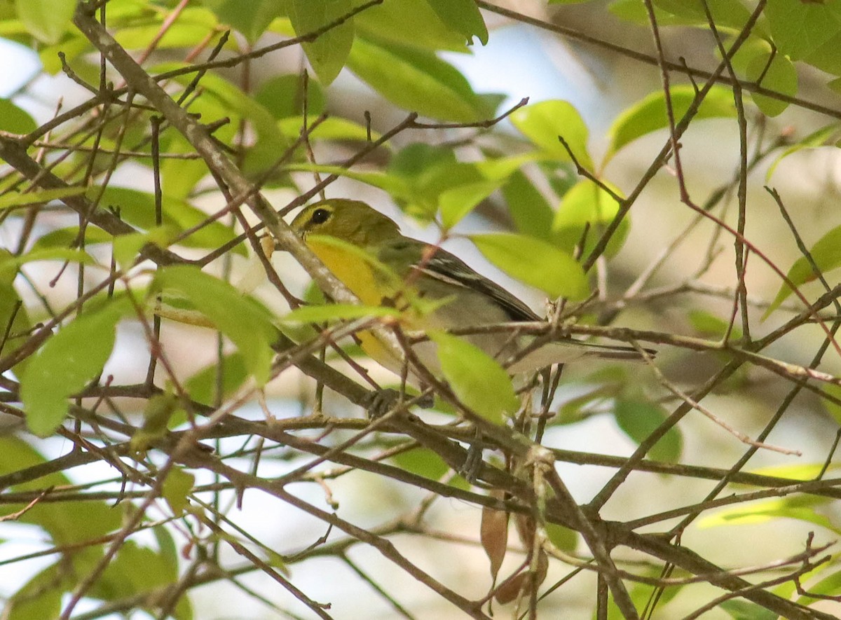 Yellow-throated Vireo - ML318280311