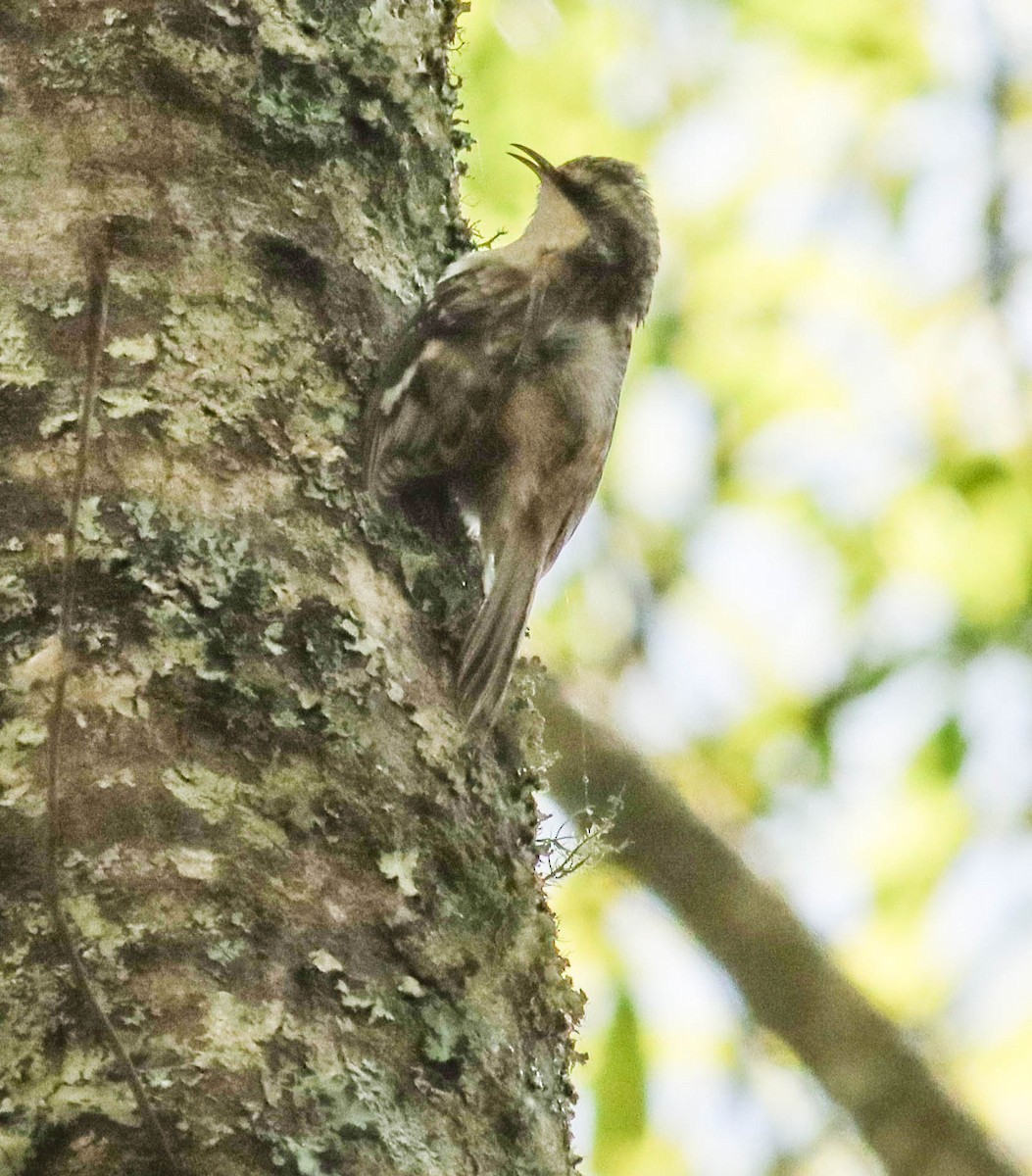 Brown Creeper - ML318280871