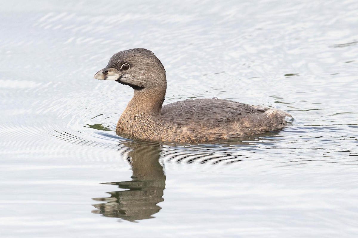 Pied-billed Grebe - Eric VanderWerf