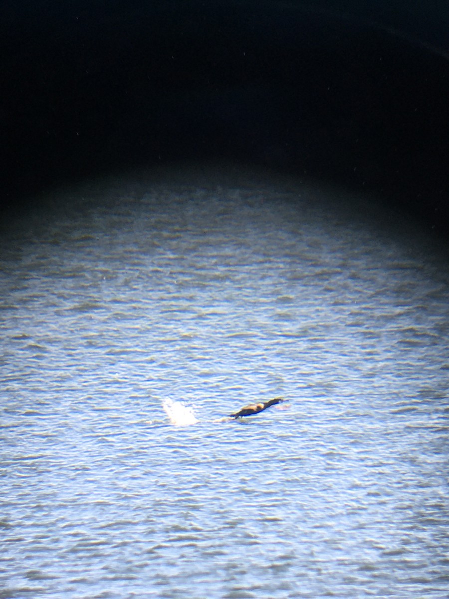 Great Cormorant - ML318282271