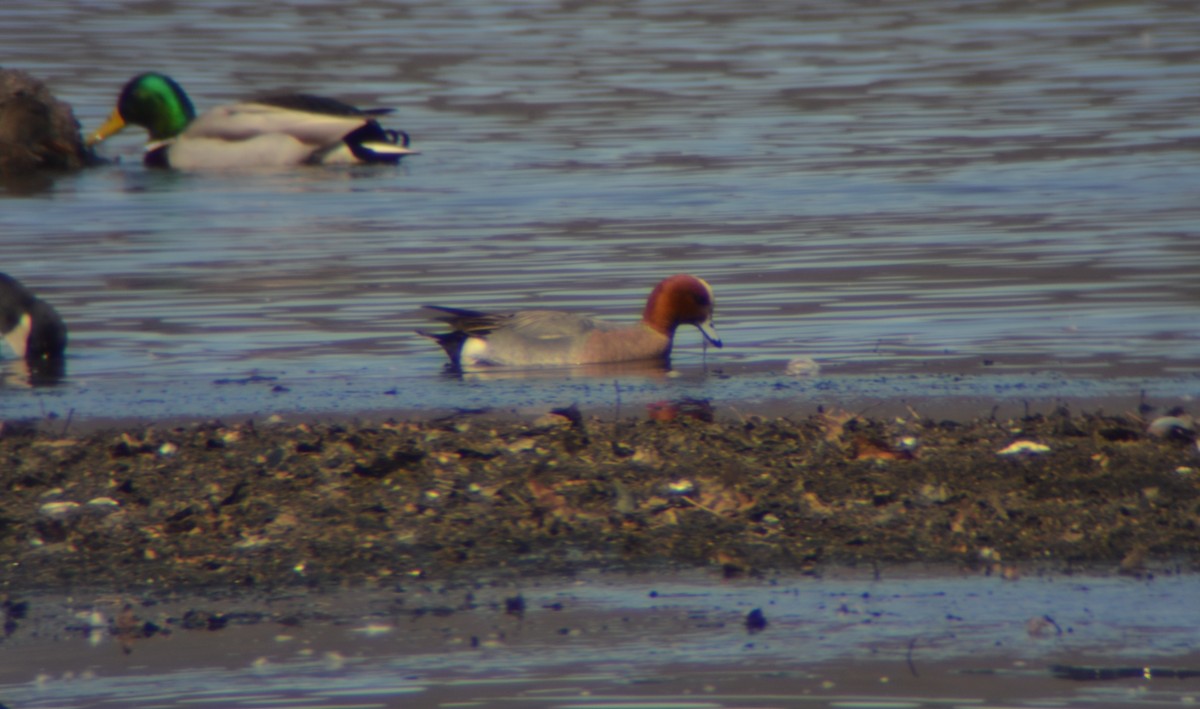 Eurasian Wigeon - ML318287291