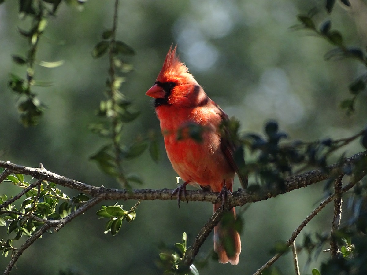 Northern Cardinal - ML318287611