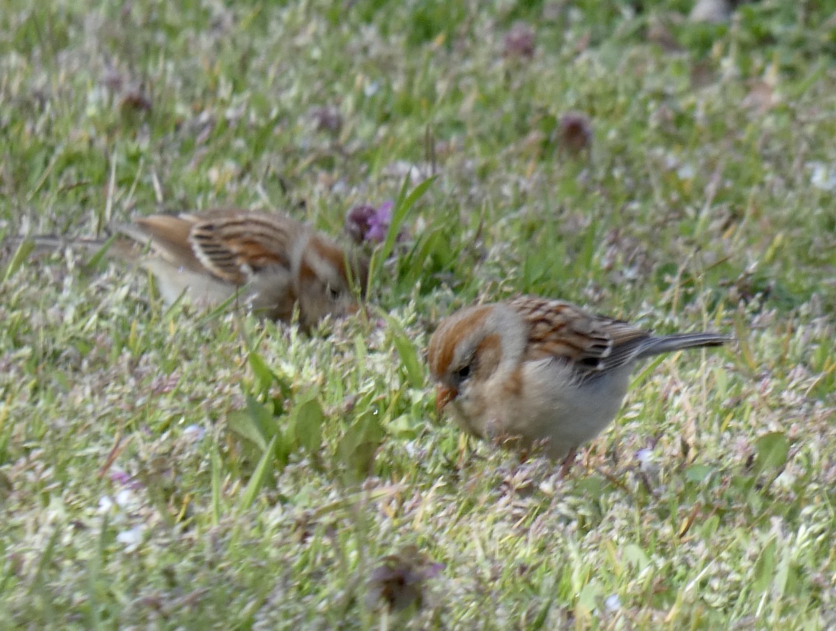 Field Sparrow - ML318287841