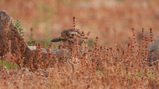 Indian Thick-knee - ML318287951